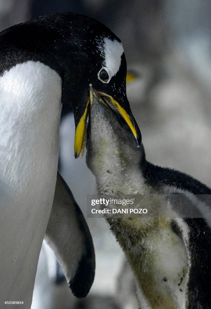 SPAIN-ANIMALS-FAUNIA-PENGUIN