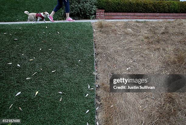 Dead lawn is seen next to an artificial lawn on July 15, 2014 in San Francisco, California. As the California drought continues to worsen and...