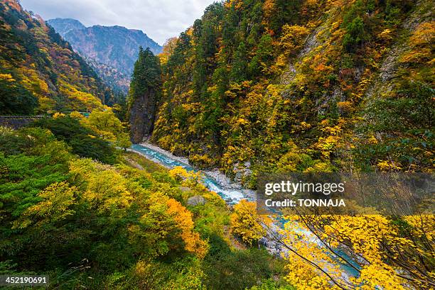 autumn leaves in kurobe gorge - toyama prefecture stock-fotos und bilder
