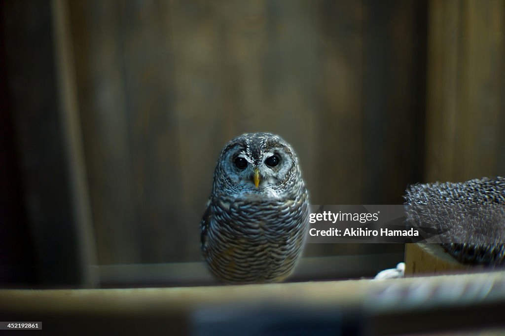 Tiny watchman, owl