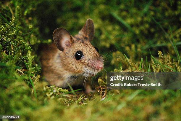 wood mouse - waldmaus stock-fotos und bilder