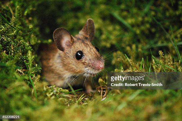 wood mouse - animal whisker photos et images de collection