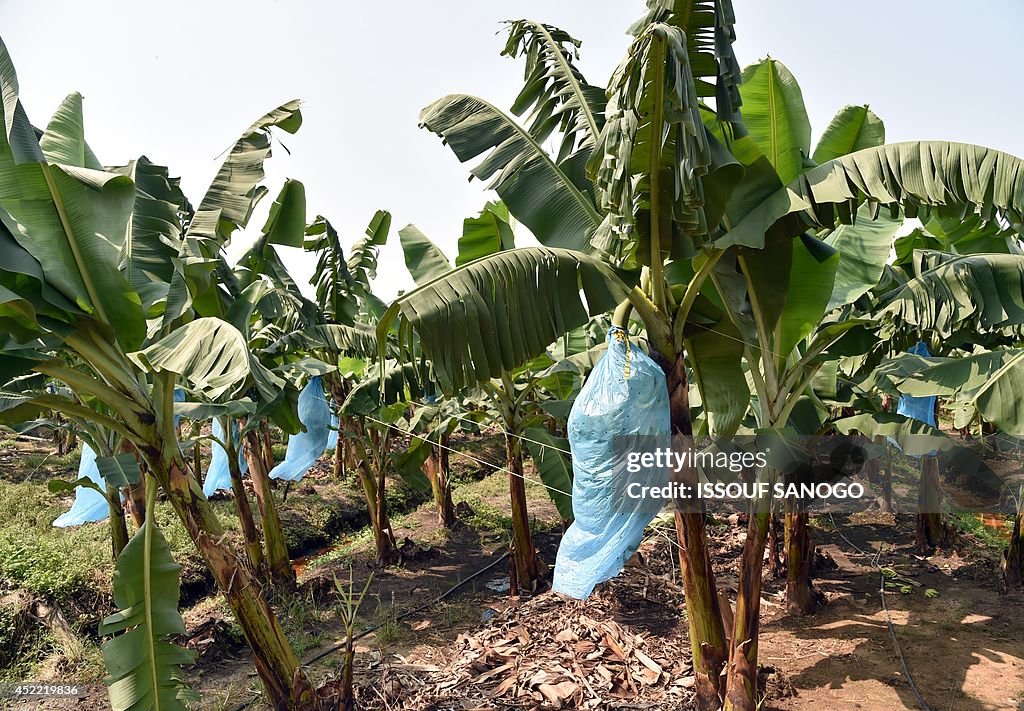 ICOAST-FLOOD-AGRICULTURE