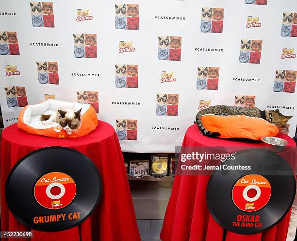 Grumpy Cat and Oskar the Blind Cat attend the "Cat Summer" video launch party at Bleecker Street Records on July 16, 2014 in New York City.