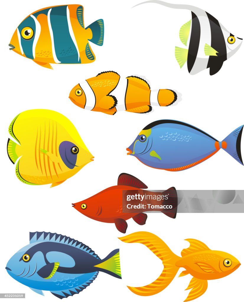 Peixe de mar subaquática de