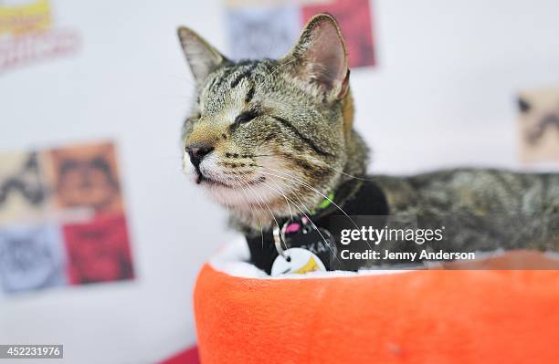 Oskar the Blind Cat attends the "Cat Summer" video launch party at Bleecker Street Records on July 16, 2014 in New York City.