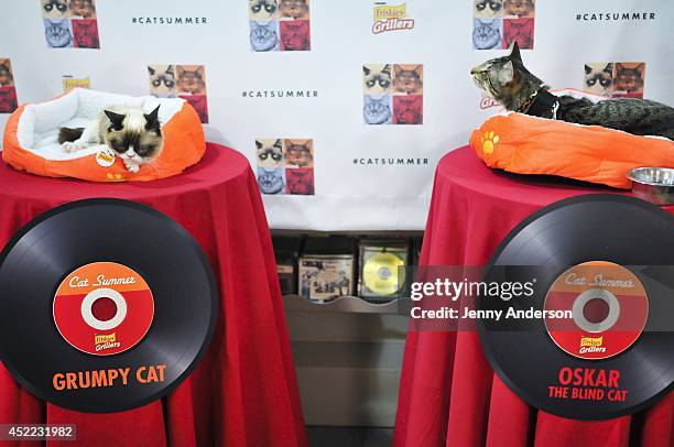 Grumpy Cat and Oskar the Blind Cat attends the "Cat Summer" video launch party at Bleecker Street Records on July 16, 2014 in New York City.