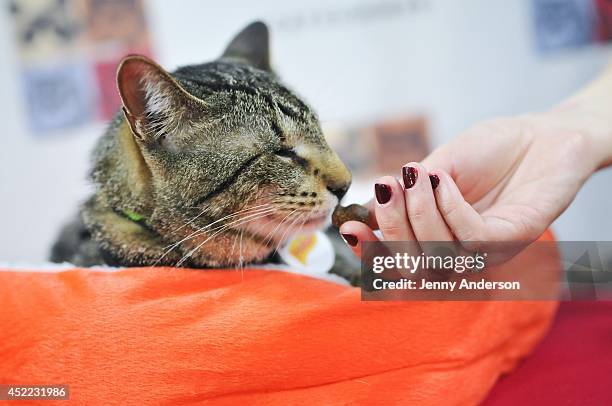 Oskar the Blind Cat enjoys a treat at the "Cat Summer" video launch party at Bleecker Street Records on July 16, 2014 in New York City.