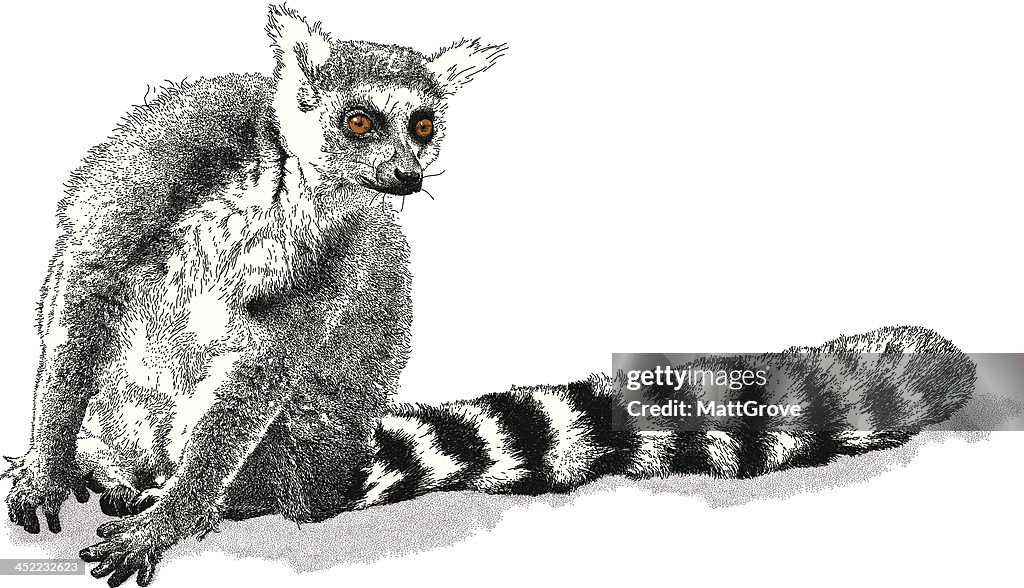 Ring-Tailed Lemur