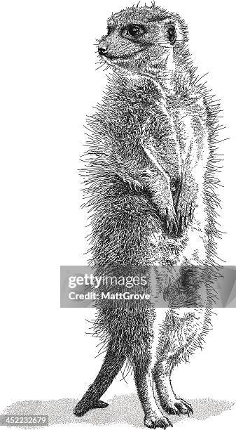 meerkat - meerkat vector stock illustrations