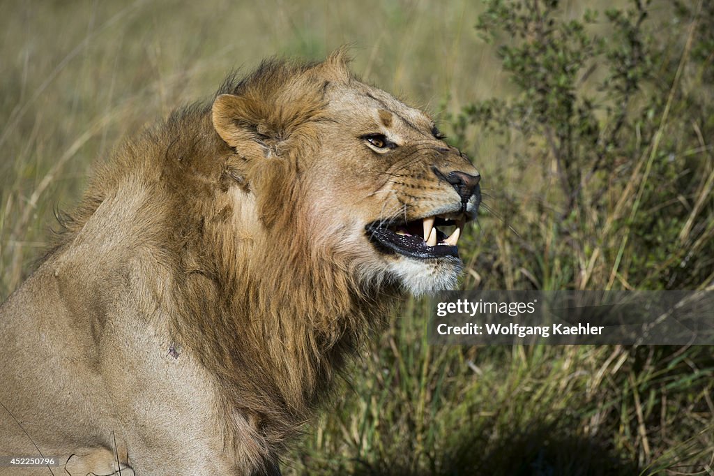 Close-up of male lion at the Linyanti Reserve near the...