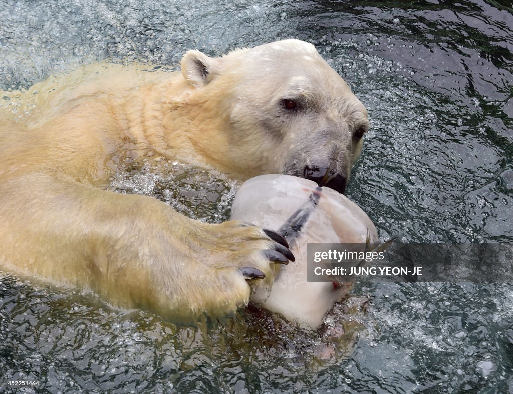 SKOREA-WEATHER-ANIMALS-BEAR