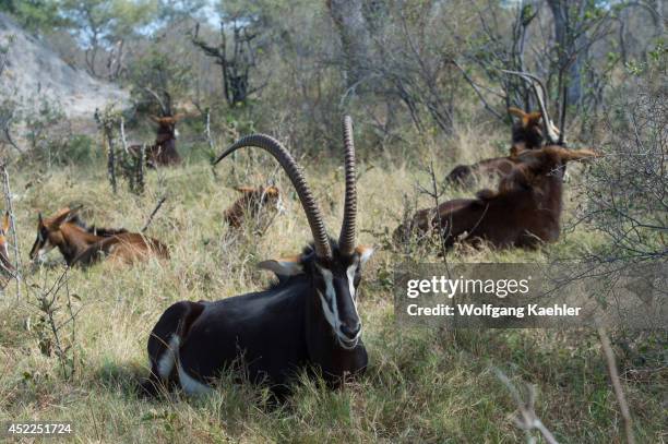 Sable Predators Sable Animal Photos and Premium High Res Pictures - Getty Images