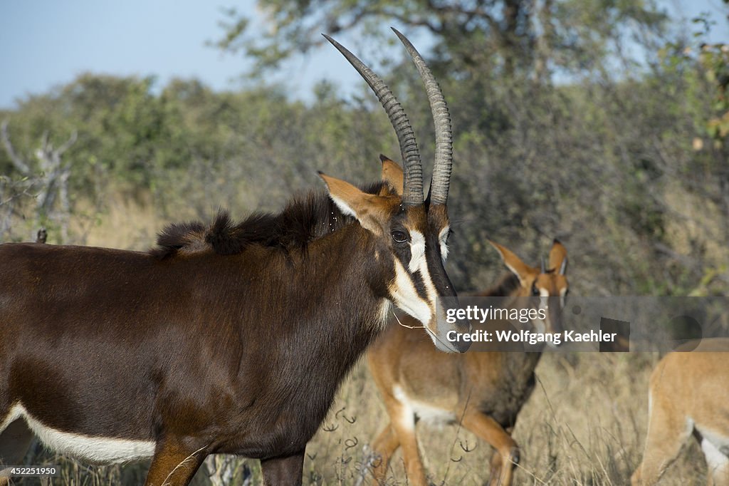 Sable antelope (Hippotragus niger) at the Vumbura Plains in...