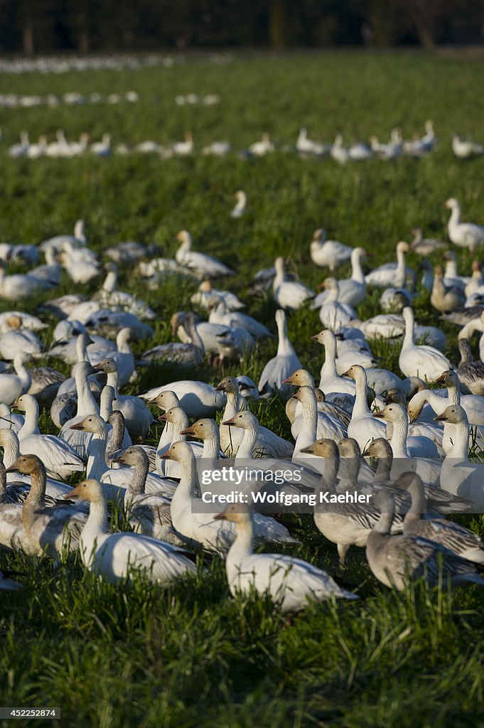 Snow Geese (Chen caerulescens) feeding in field in the...