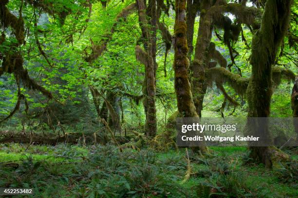 Old maple tree covered with moss in the Hoh River rainforest in the Olympic National Park in Washington State, USA.