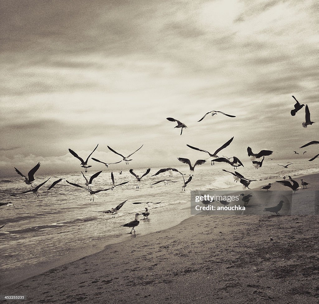 Seagulls flying over the beach