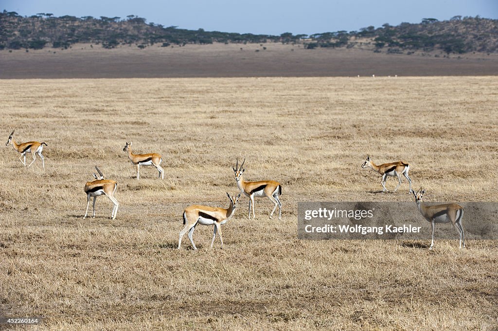 Herd of Thomson's gazelles (Eudorcas thomsonii) in Serengeti...