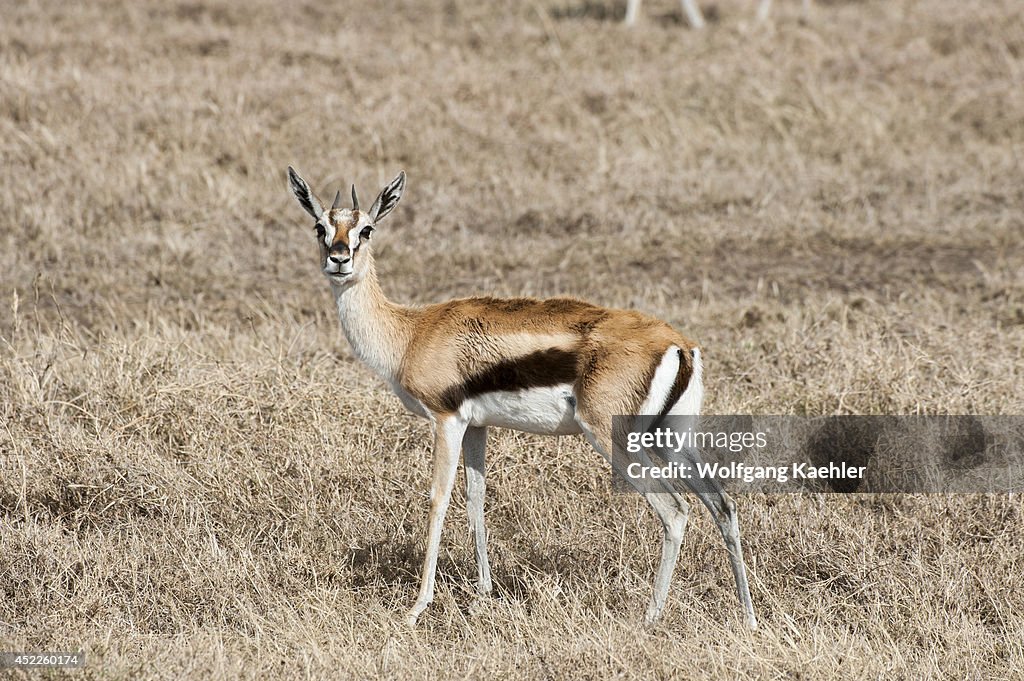 Thomson's gazelle (Eudorcas thomsonii) in Serengeti National...