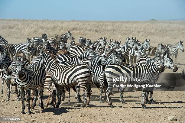 Herd of Burchell's zebras in Serengeti National Park, Tanzania.