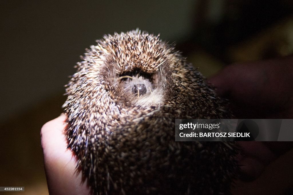 POLAND-ENVIRONMENT-ANIMAL-HEDGEHOG