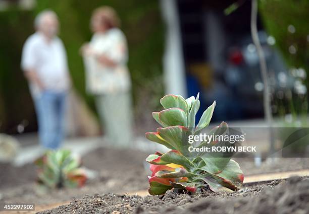 Environment-US-drought-California A newly-installed Kalanchoe, a type of drought-tolerant succulent plant, is seen in the front yard of a residence...