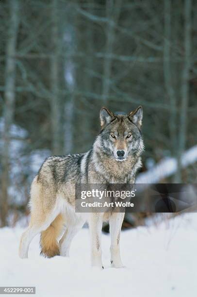 grey wolf (canis lupus) standing in snow, forest in background, canada - grijze wolf stockfoto's en -beelden