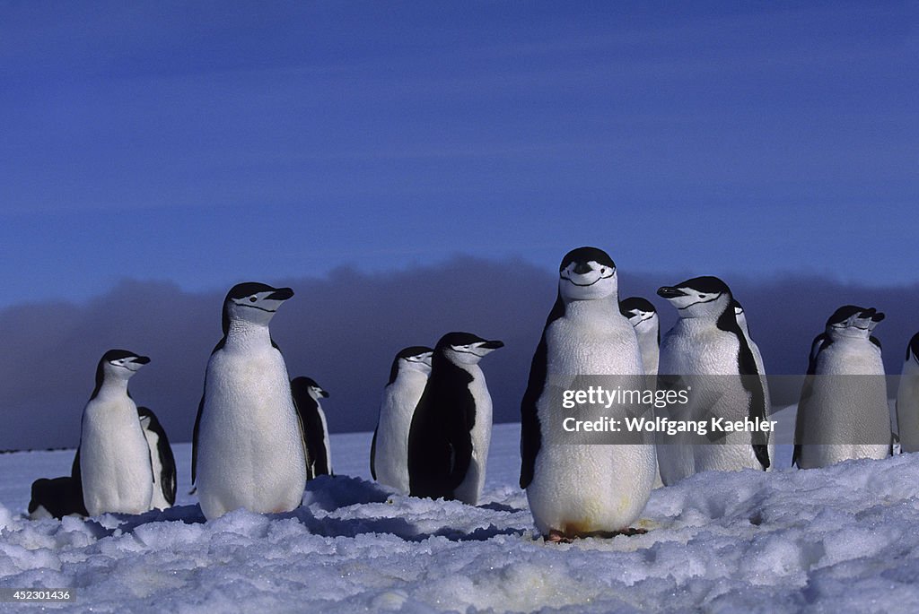 Chinstrap penguins (Pygoscelis antarcticus) at their nest...