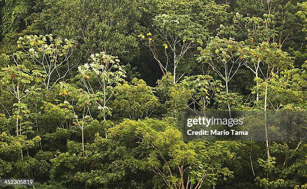 Amazon rainforest trees stand as seen from a transport riverboat in the Brazilian Amazon from Maues to Manaus on November 27, 2013 in Amazonas State,...