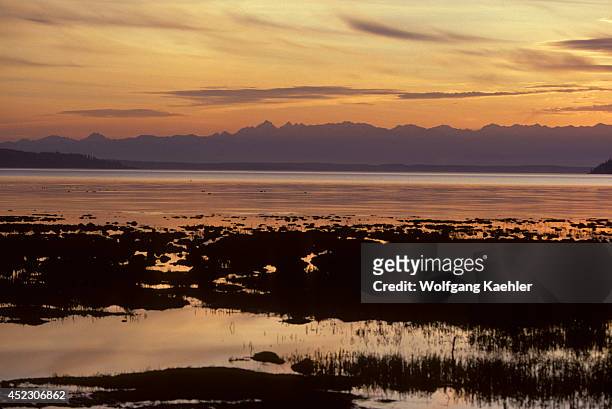 Washington, Skagit River Mud Flats At Sunset With Olympic Mountains In Background.