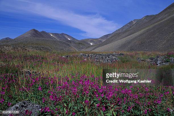 Russia, Magadan Region, Chukotskiy, Near Provideniya, Tundra Landscape With Dwarf Fireweed.