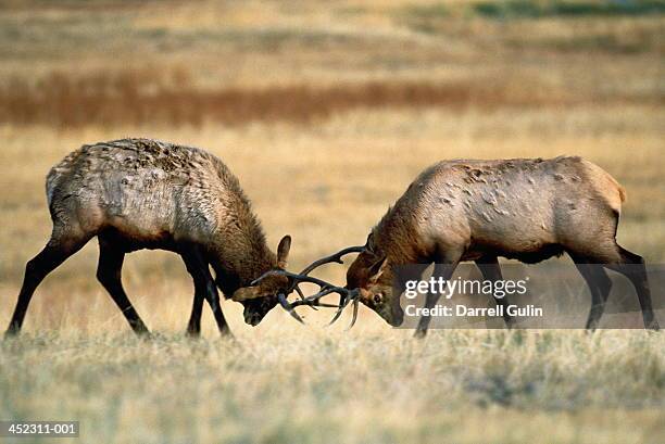 two bull wapiti (cervus canadensis) fighting, wyoming, usa - butting stock pictures, royalty-free photos & images