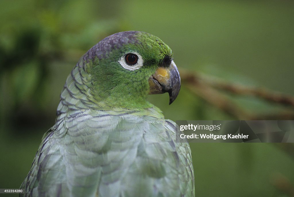 Ecuador, Amazon Basin, Rio Napo, Rainforest, Mealy Parrot,...
