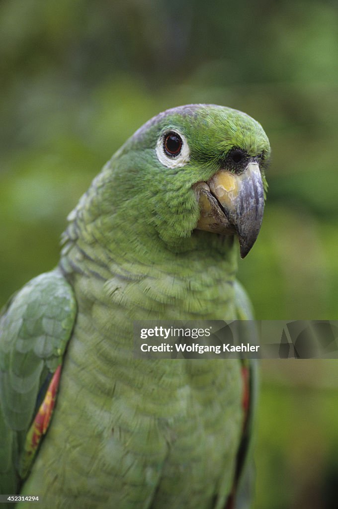 Ecuador, Amazon Basin, Rio Napo, Rainforest, Mealy Parrot,...