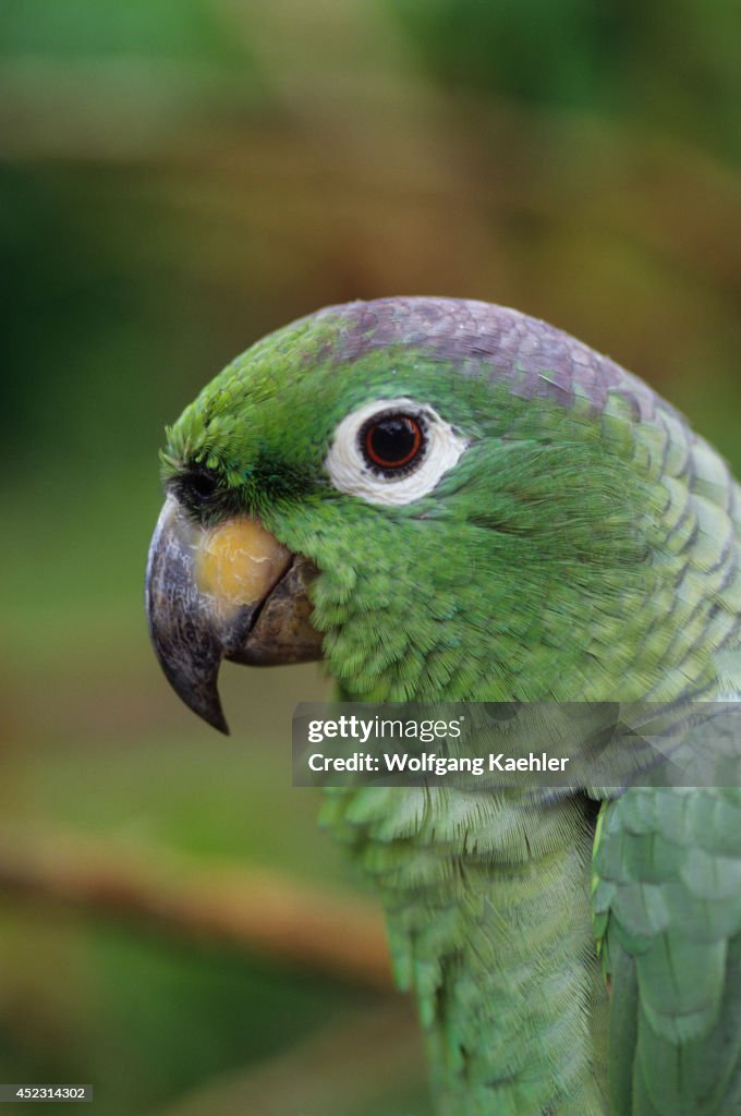 Ecuador, Amazon Basin, Rio Napo, Rainforest, Mealy Parrot,...