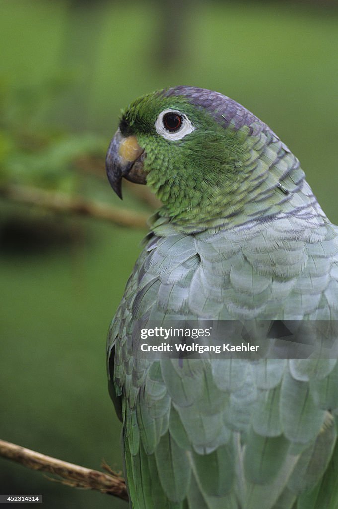 Ecuador, Amazon Basin, Rio Napo, Rainforest, Mealy Parrot,...
