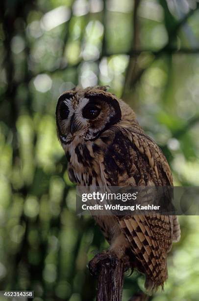 Juvenile Striped owl in the Amazon Basin of Ecuadorian rainforest along the Rio Napo, Ecuador.