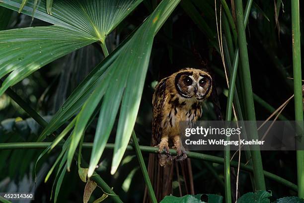 Juvenile Striped owl in the Amazon Basin of Ecuadorian rainforest along the Rio Napo, Ecuador.