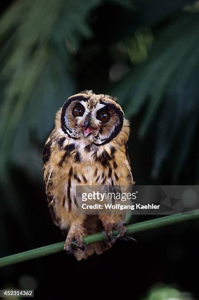 Juvenile Striped owl in the Amazon Basin of Ecuadorian rainforest along the Rio Napo, Ecuador.