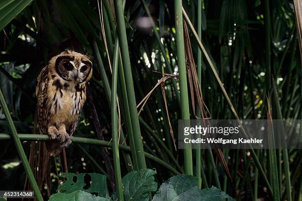 Juvenile Striped owl in the Amazon Basin of Ecuadorian rainforest along the Rio Napo, Ecuador.