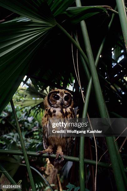 Juvenile Striped owl in the Amazon Basin of Ecuadorian rainforest along the Rio Napo, Ecuador.