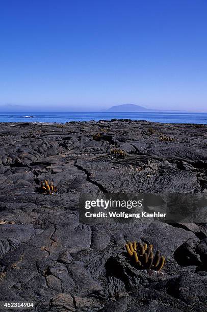 Ecuador, Galapagos Island, Fernandina Island, Landscape With Lava Cactus.