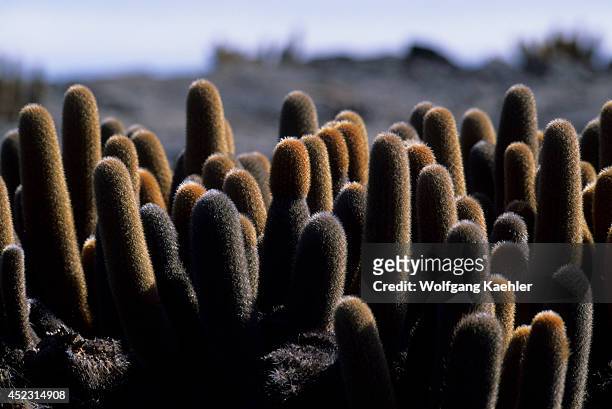 Ecuador, Galapagos Island, Fernandina Island, Lava Cactus.