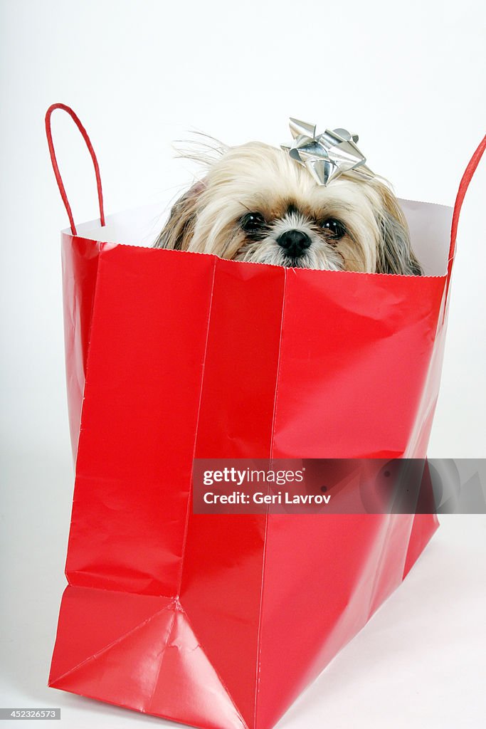 Shih Tzu dog with a bow on head in a red bag