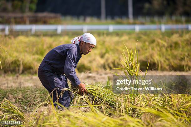 a young farmer picking up cut rice stalks - japan agriculture foto e immagini stock