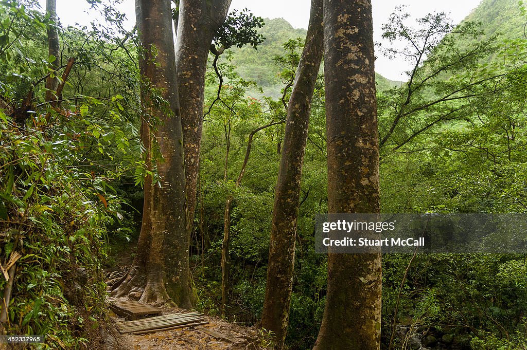 Muddy rainforest trail