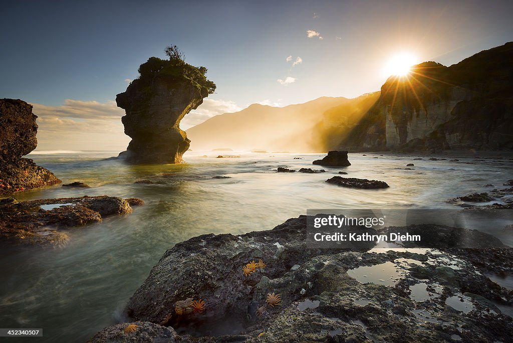 Starfish sunlight sunrise beach