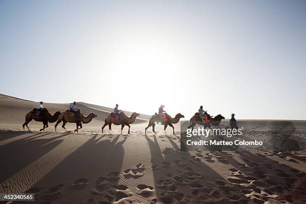 camel caravan in the desert on the silk road china - silk road foto e immagini stock