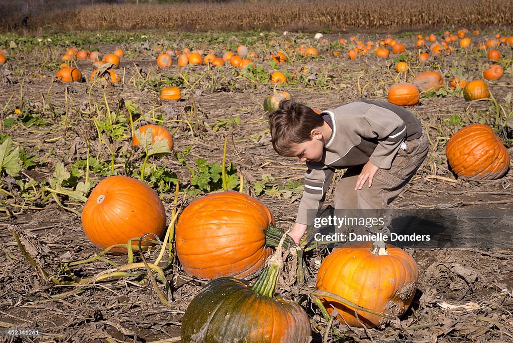 Boy choosing a pumpkin