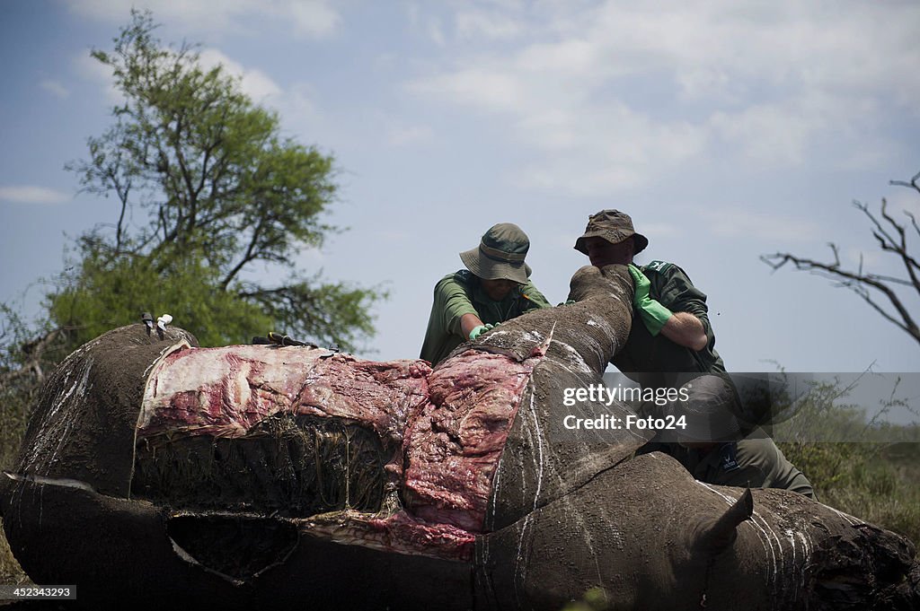 Rhino Horns and Ivory Returned to SA